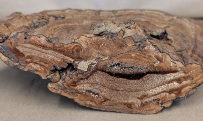 antique Hand Painted ship on a fossilized mushroom