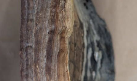 antique Hand Painted ship on a fossilized mushroom