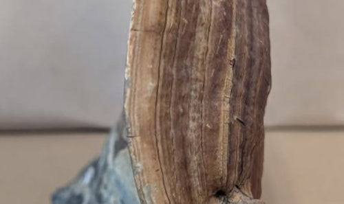 antique Hand Painted ship on a fossilized mushroom