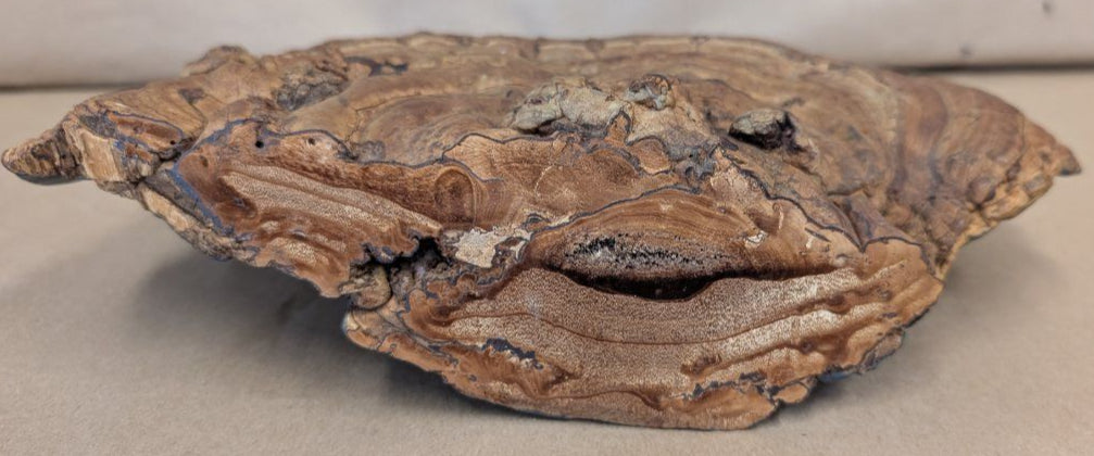 antique Hand Painted ship on a fossilized mushroom