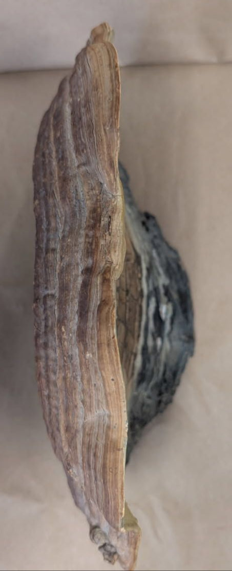 antique Hand Painted ship on a fossilized mushroom