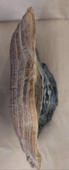 antique Hand Painted ship on a fossilized mushroom