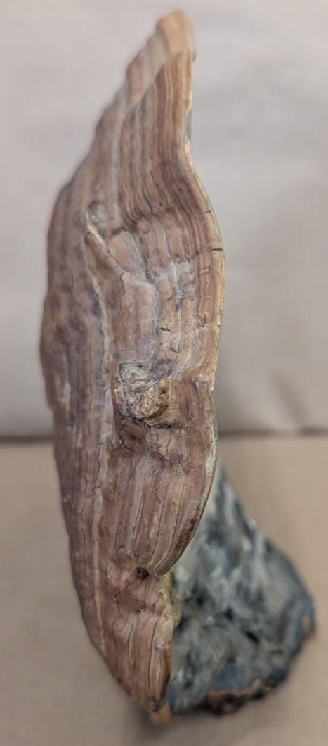 antique Hand Painted ship on a fossilized mushroom