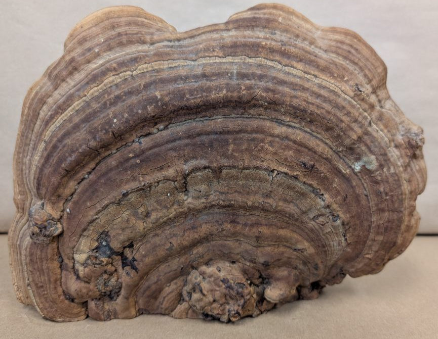 antique Hand Painted ship on a fossilized mushroom