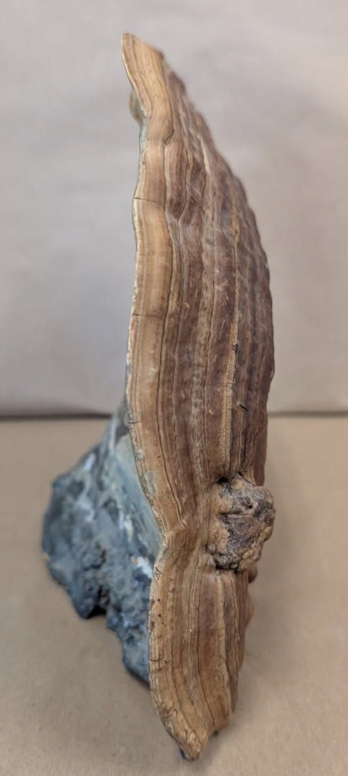 antique Hand Painted ship on a fossilized mushroom
